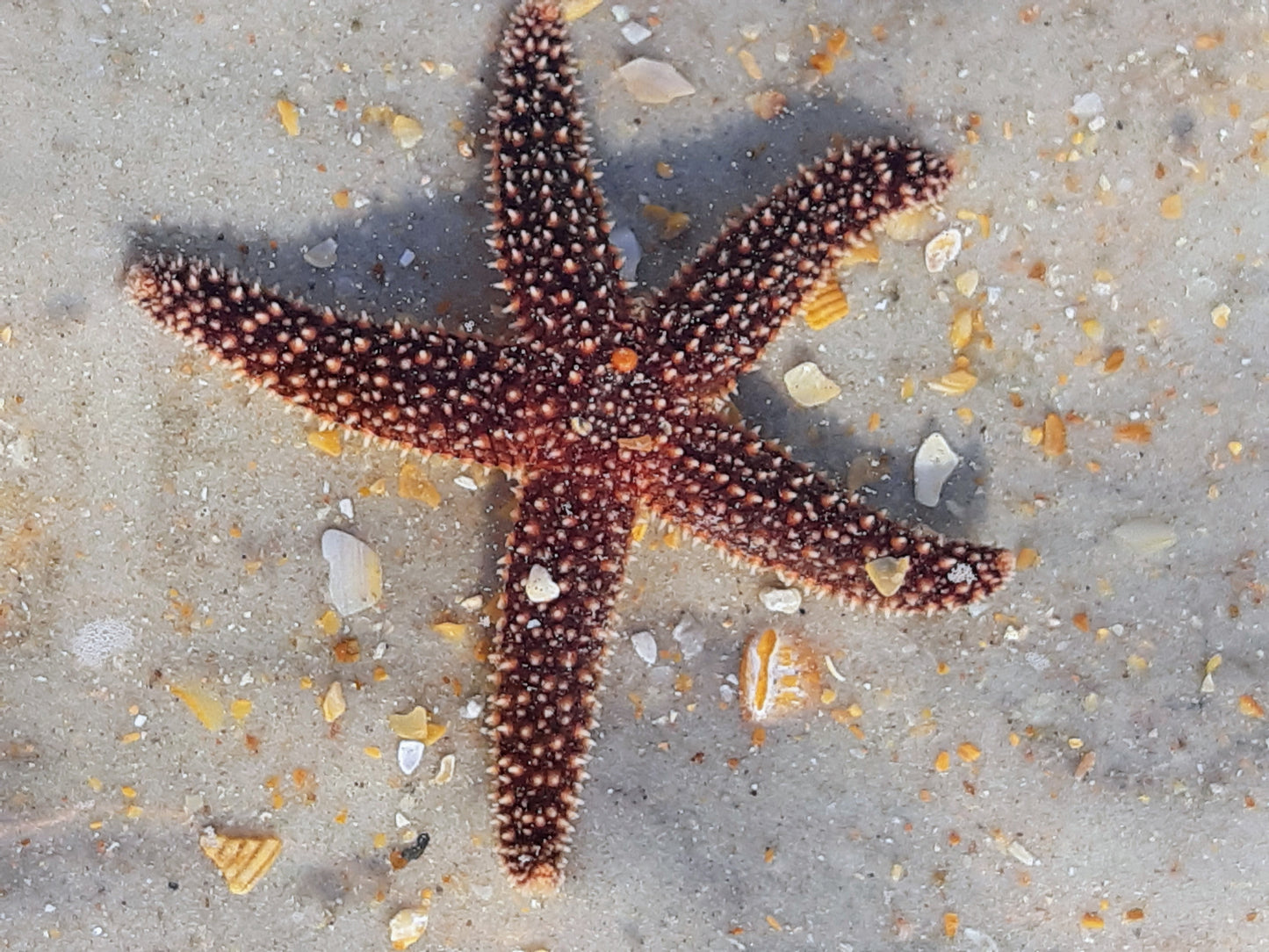 Beach Vibes Matte Vertical Posters, Coastal Decor, Ocean-Themed Wall Art, Nautical Home Decor, Starfish Prints, Summer Aesthetic