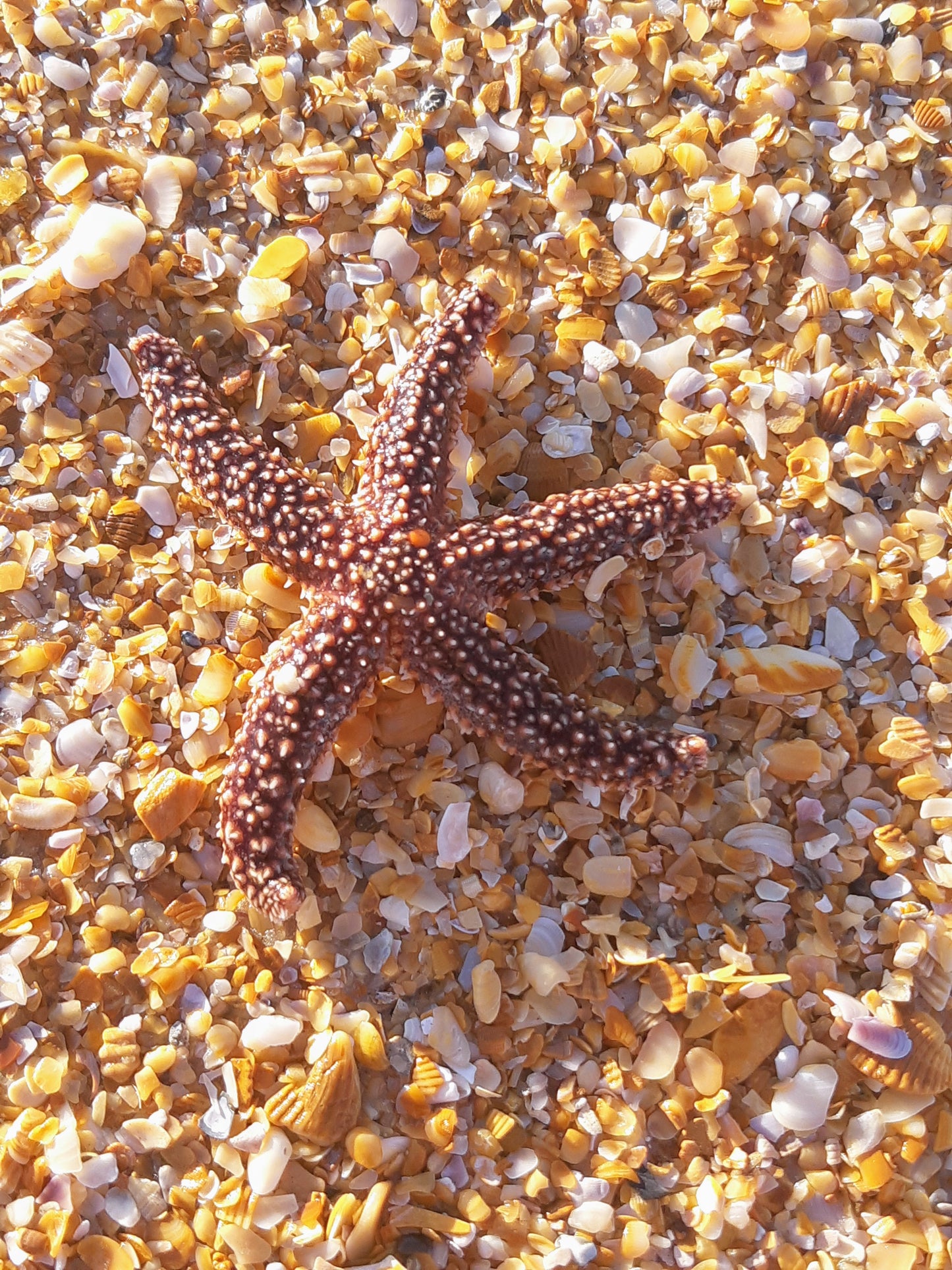 Beach Vibes Matte Vertical Posters, Coastal Decor, Ocean-Themed Wall Art, Nautical Home Decor, Starfish Prints, Summer Aesthetic